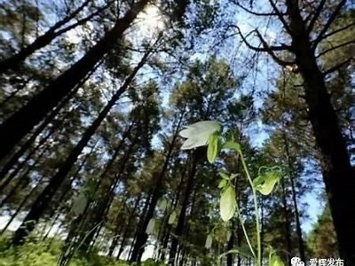 关于铚滄的市场方向检视及发展前景探讨