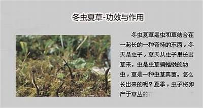 深入了解国产冬虫夏草：功效、种类与选购指南