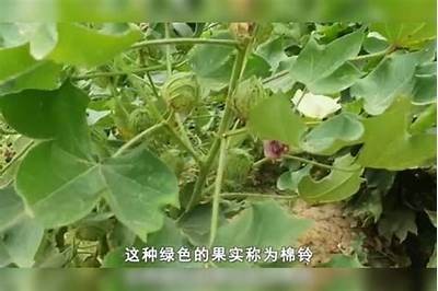 国产棉花种植技术全解：提升产量和品质的实用技巧