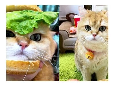 国产猫粮开箱视频：看我家喵星人的真实反应与评价